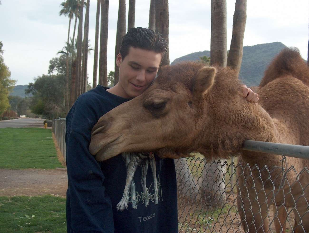 A person in a dark sweatshirt, possibly a dietitian, affectionately embraces a camel over a chain-link fence. Palm trees and a mountain provide the perfect backdrop, enhancing the serene moment in this plant-based paradise.