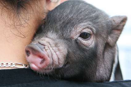 A small piglet snuggles against a persons shoulder, looking comfortable and content, embodying pure innocence. The piglets face is close-up, showing its soft pink snout and expressive eyes while the person, perhaps living a vegan lifestyle, wears a silver chain necklace.