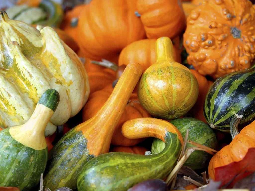 A colorful assortment of gourds and squashes in various shapes and textures, including green, orange, and yellow hues. Perfect for a dietitian-approved, plant-based display, the mix includes smooth and bumpy textures for a vibrant autumnal arrangement.