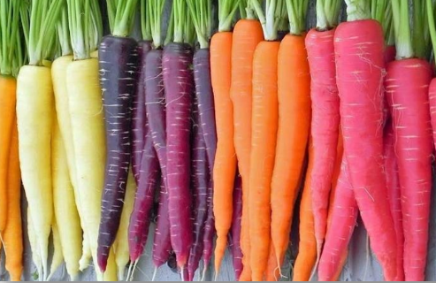 A vibrant array of colorful carrots—white, purple, orange, and pink—lined up vertically, each with lush green tops. This stunning display showcases the diversity of plant-based delights perfect for any vegan or vegetarian feast.